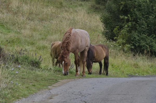 Horses in the meadow — Stock Photo, Image