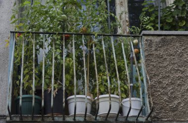 Taze domates ve biber terasta sebze köşe