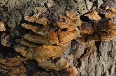Reishi mantar orman
