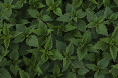 Güzellik arka planını yeşil ısırgan yaprakları