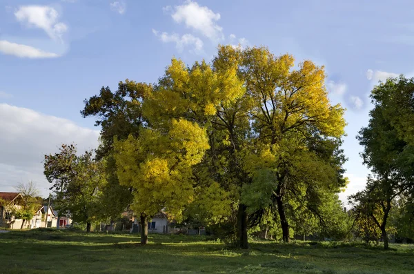 Prairie d'automne ensoleillée colorée et arbres aux feuilles automnales — Photo