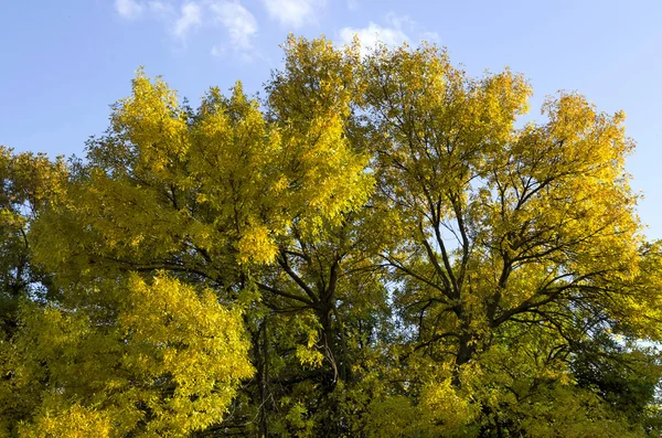 Farbenfrohe sonnenbeschienene Bäume mit herbstlichen Blättern — Stockfoto