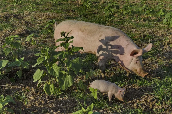 Porcas biológicas e leitões — Fotografia de Stock