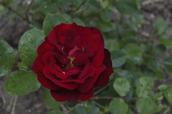 Fragrant velvety red rose — Stock Photo, Image