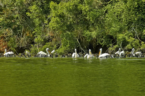Group animals - pelicans and cormoran at lake Kerkini — Stock Photo, Image