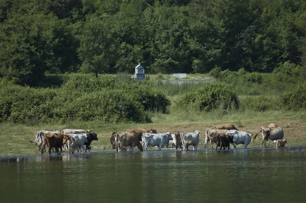 Cow grazing at lake Kerkini — Stock Photo, Image