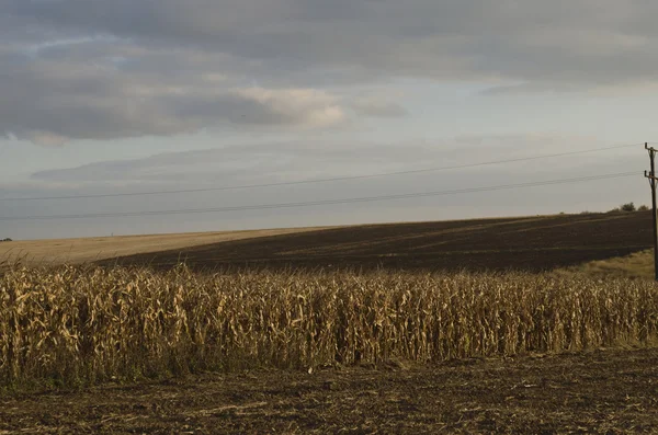 Jesienny widok pola kukurydzy — Zdjęcie stockowe