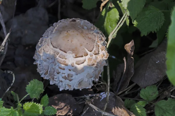 Parasol mushroom (Lepiota  proсеrа) — Stock Fotó