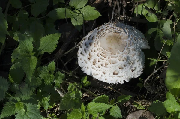 Parasol mushroom (Lepiota proсеra ) — стоковое фото