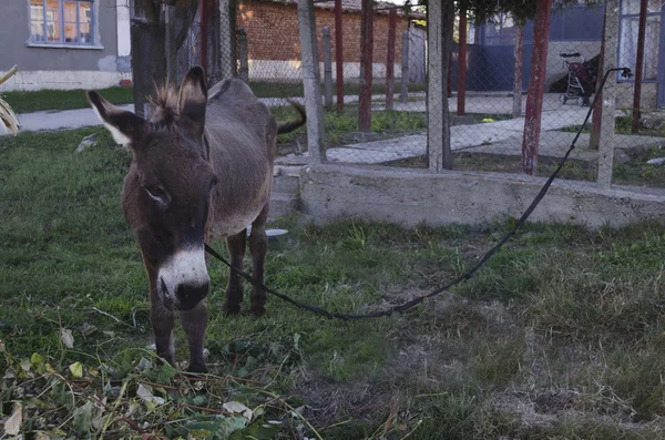 Burro doméstico come con hojas de vid — Foto de Stock