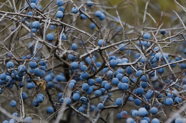 Fruta de abóbora madura em ramos de espinheiro-negro (Prunus spinosa ) — Fotografia de Stock