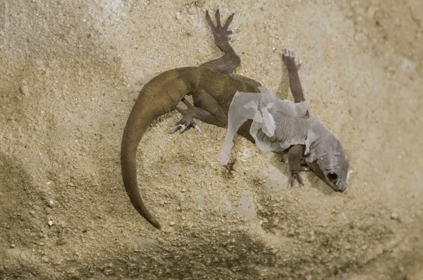 Lagarto (Lacertilia) tira na areia — Fotografia de Stock