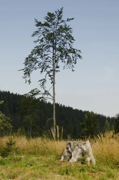 Ash-boom (Fraxinus excelsior) in de zomer staan op bergachtig gebied — Stockfoto