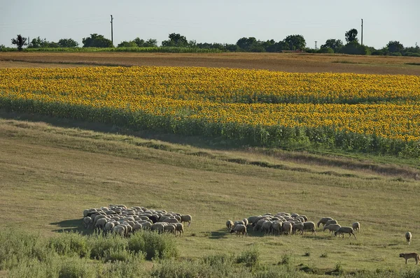 Napraforgó mező és juh állomány — Stock Fotó