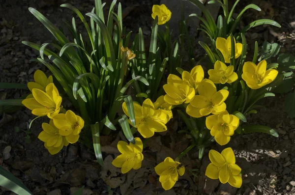 Flores de croco outonal amarelas brilhantes no jardim — Fotografia de Stock