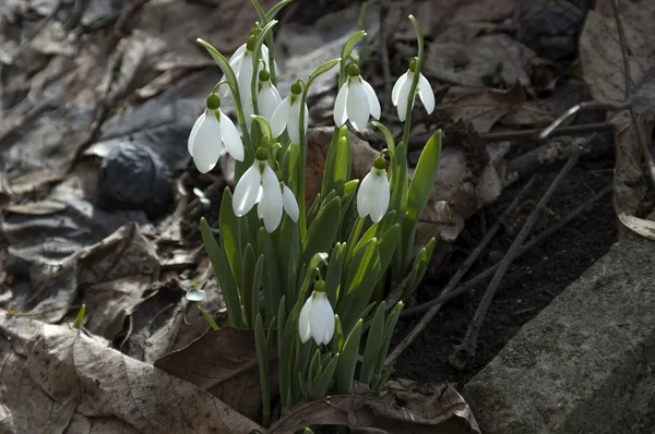 Um monte de flores de gotas de neve no jardim — Fotografia de Stock