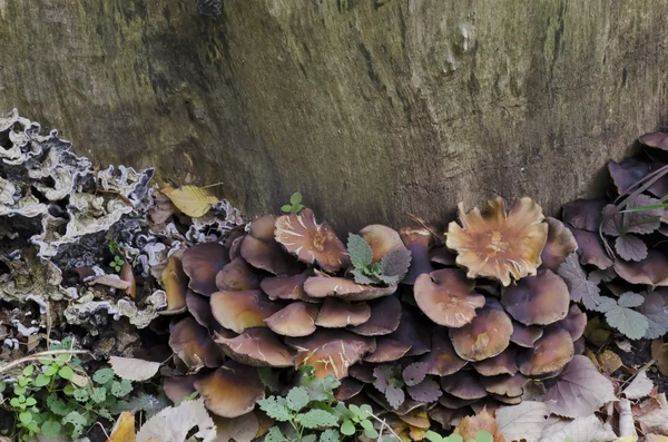 Delicious edible yellow mushrooms chanterelle — Stock Photo, Image