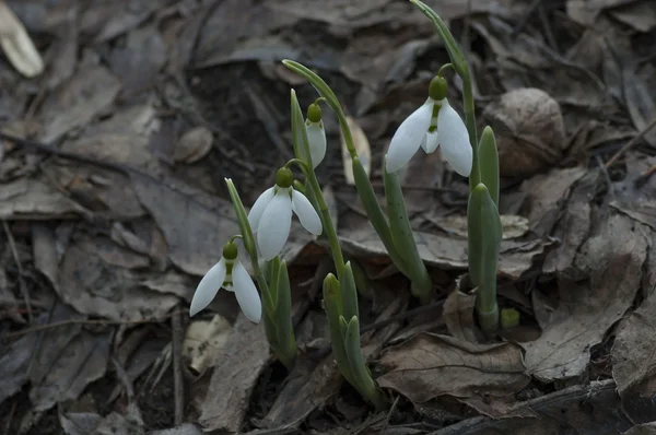 Schneeglöckchen blühen im Garten — Stockfoto