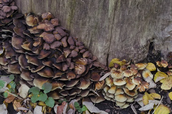 おいしい食用黄色キノコ アンズタケ (Cantharellus チバ-rius) — ストック写真