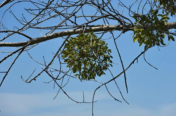 Mistletoe  or Viscum album — Stock Photo, Image