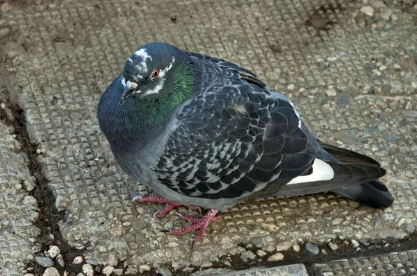 Portrait de pigeon ou colombe — Photo