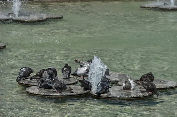 ハトに斑入りや鳩の水浴び — ストック写真