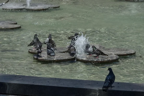 ハトに斑入りや鳩の水浴び — ストック写真