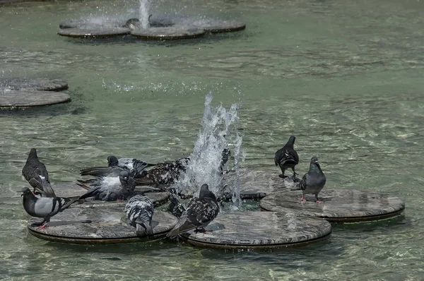 ハトに斑入りや鳩の水浴び — ストック写真