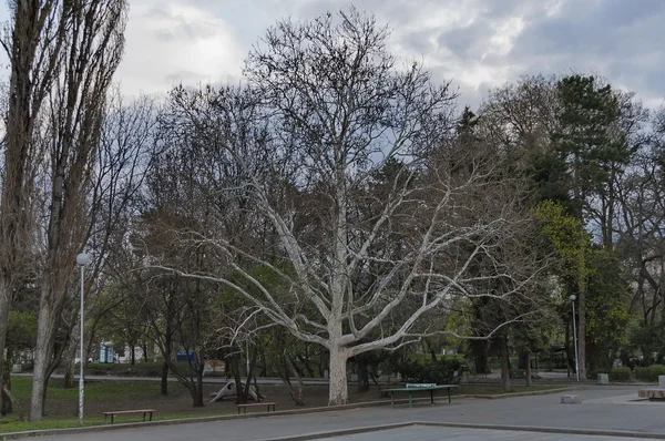 Árvore sem folhagem na Primavera — Fotografia de Stock