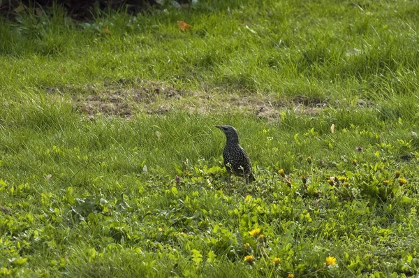 Étourneau (Stumus vulgaris) oiseau dans le jardin — Photo