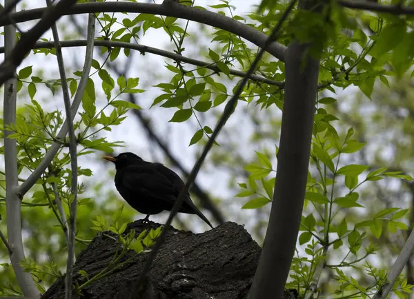 Manliga blackbird — Stockfoto