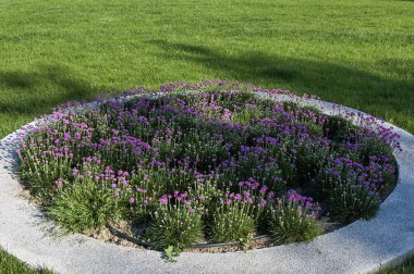 Damlatma sulama sistemi