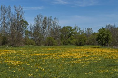 Arka plan karahindiba veya Tarataxum officinale, çiçeği