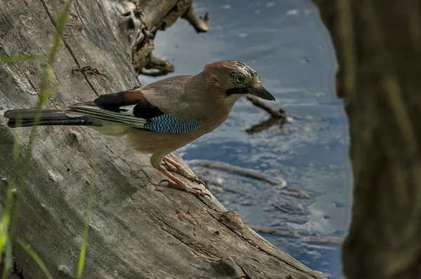 Skönhet jay (Garrulus glandarius) look från stubben — Stockfoto