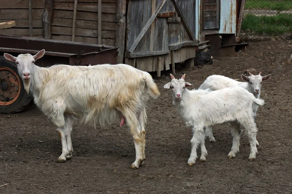 Двоє грайливих козиних дітей зустрічають матір — стокове фото