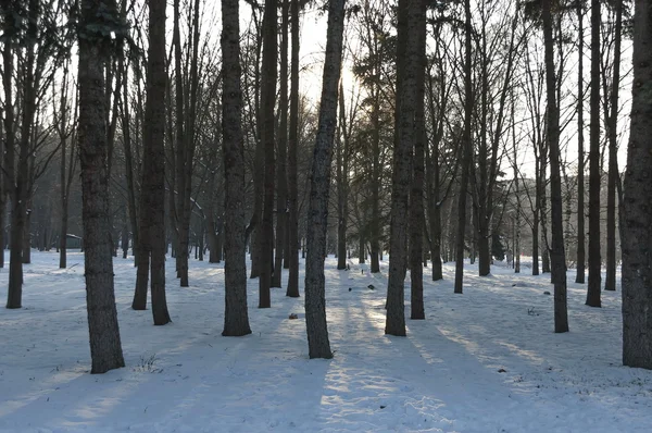 Bosco invernale nel parco sud, Sofia — Foto Stock