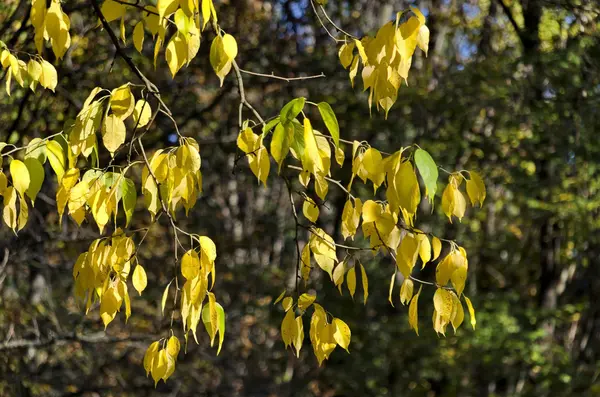 Sonnenbeschienene goldene Herbstblätter der Esche — Stockfoto