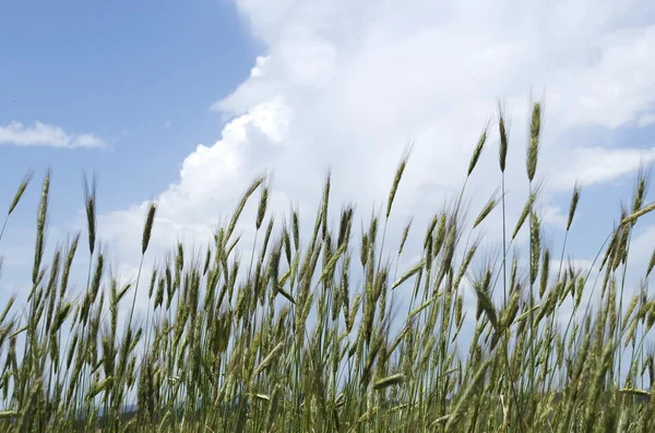 Widok pola pszenicy lato w górach — Zdjęcie stockowe