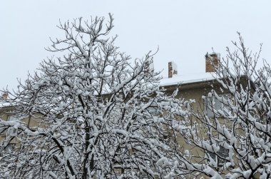 Donmuş ve karla kaplı ağaç.