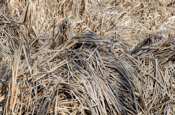 Dry rush leaves in lake