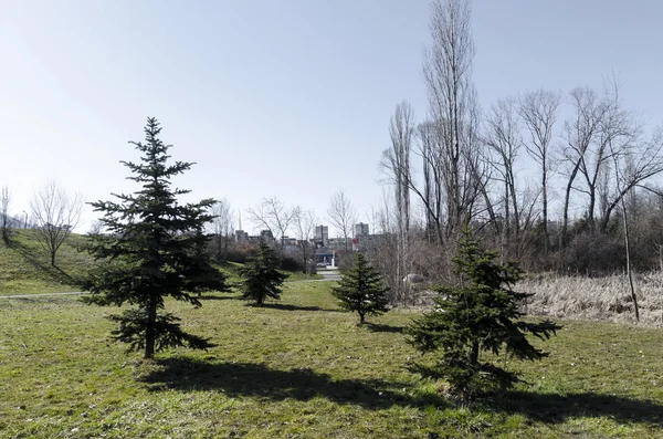 Champ printanier avec arbre à feuilles caduques et conifères — Photo