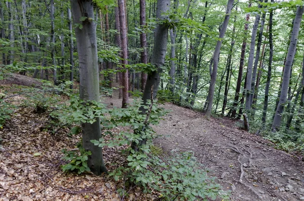 Vista de um caminho através de uma exuberante floresta de verão verde — Fotografia de Stock