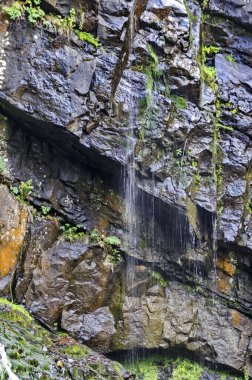 Taze Boyana şelale derin orman ve rock