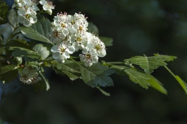 Çiçekli alıç veya Crataegus bitkisinden Şubesi