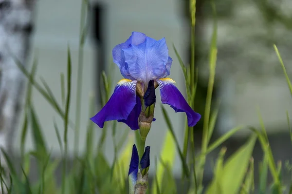 Achtergrond van violet iris bloem bloeien — Stockfoto