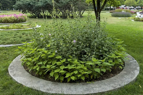 Vattenbesparande droppbevattningssystem som används i en blomsterträdgård — Stockfoto