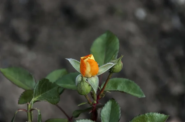 Rose-bokor illatos bud — Stock Fotó