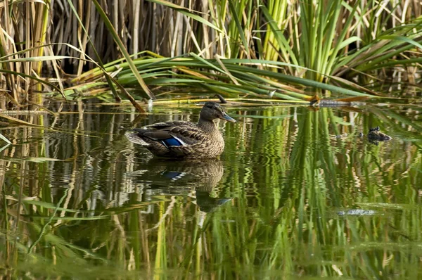 Slepice kachna s hnědé peří koupat v jezeře — Stock fotografie