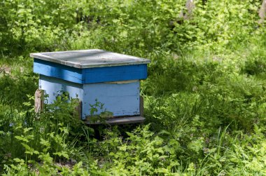 Arı kovanı kovan doğru manzaralı bir parçası