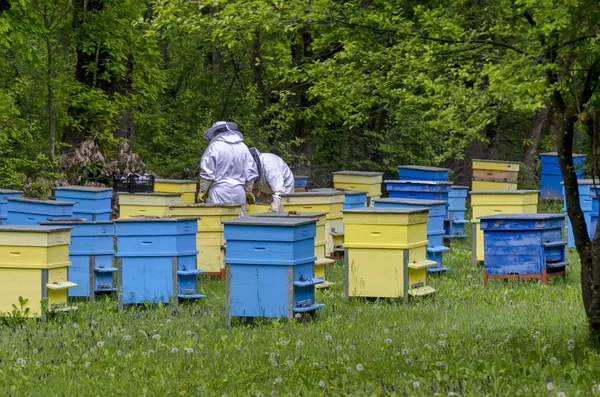 Zwei verschleierte Bienenvölker bei der Arbeit in Bienenstöcken — Stockfoto